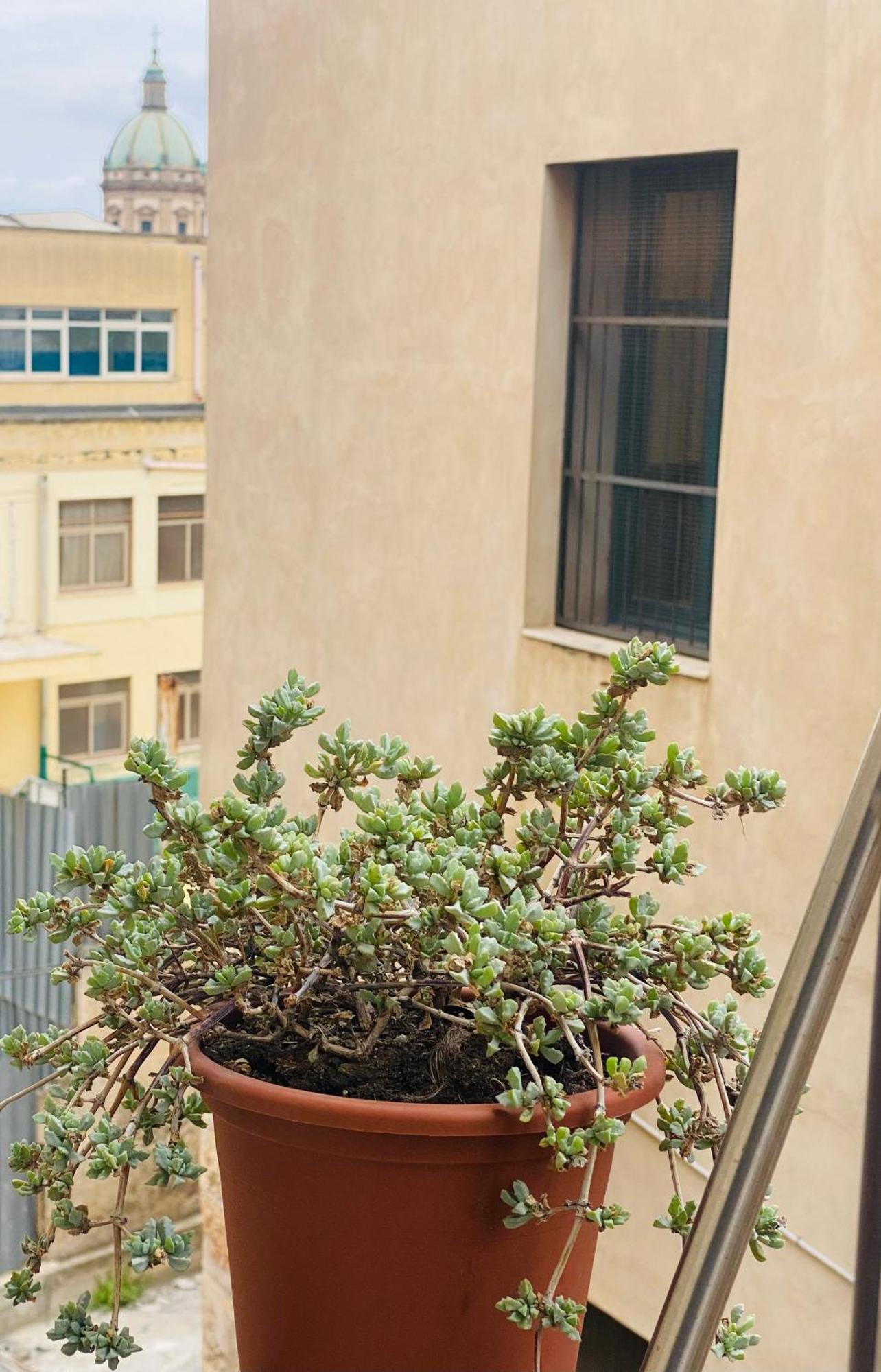 Suite Della Cattedrale Palermo Exterior foto